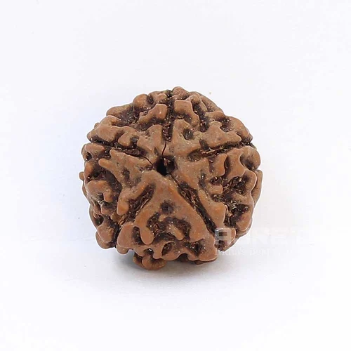 5 Mukhi Rudraksha Certified